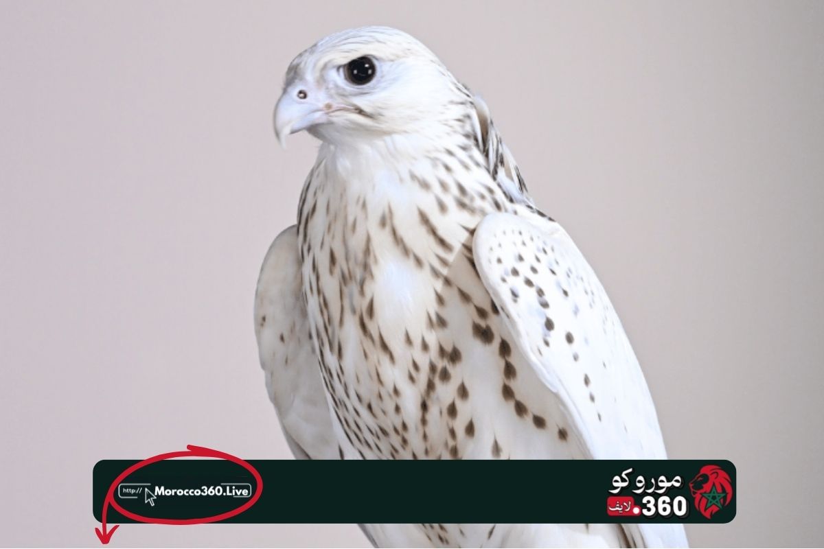 صقر نادر يحطم الرقم القياسي في أبوظبي بعد بيعه بـ525 مليون سنتيم مغربي